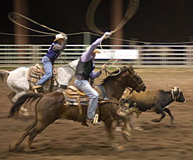 Roping at the Sul Ross Rodeo.